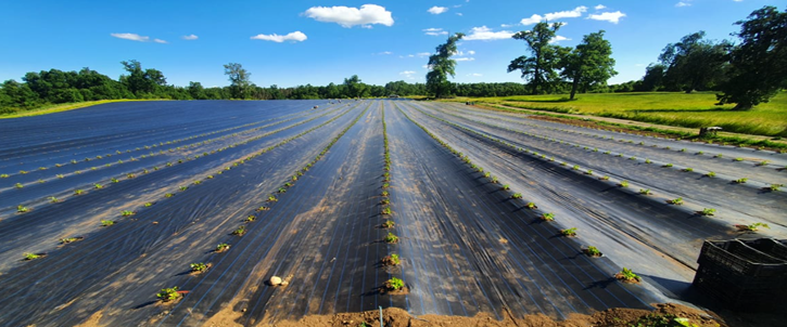 GROUND COVER-3.jpg-