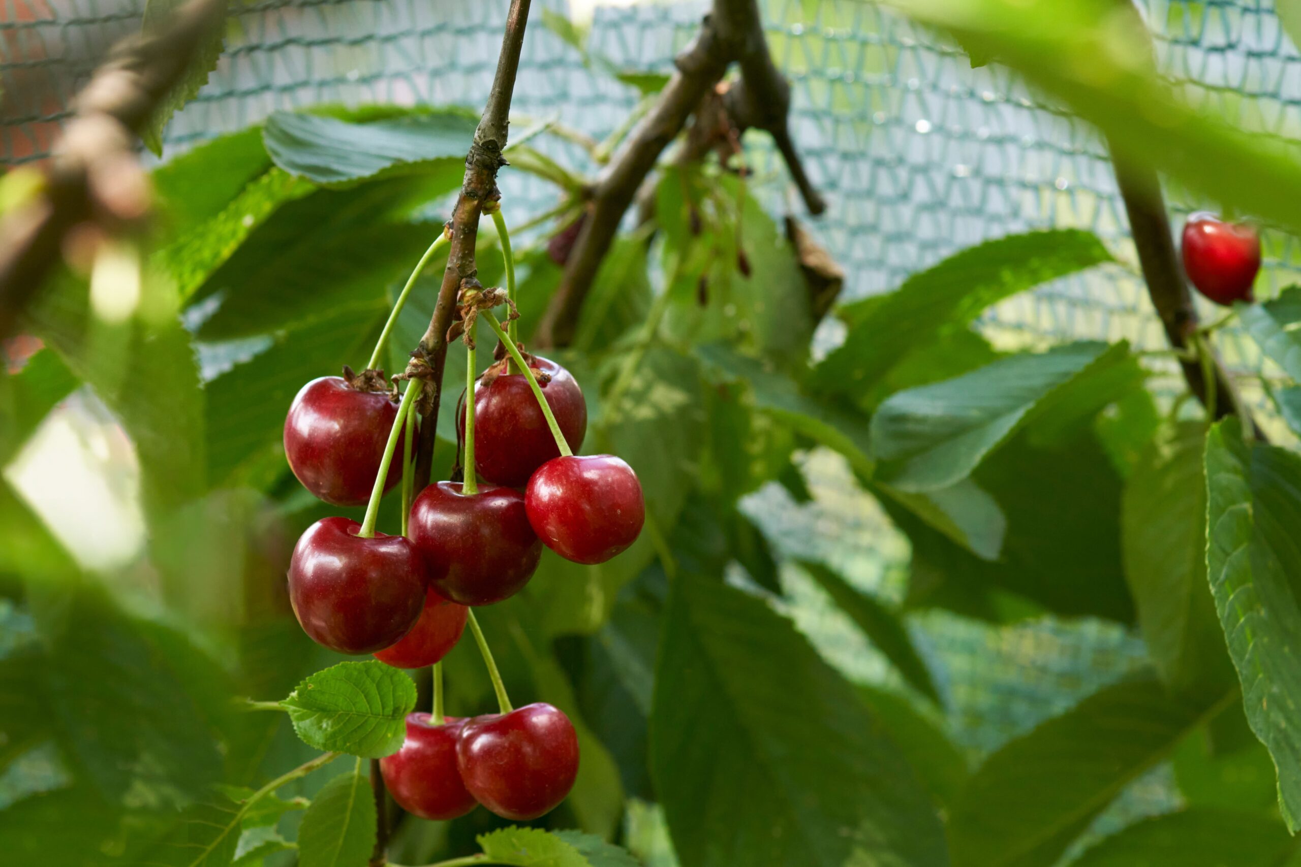 Productos polyfrut