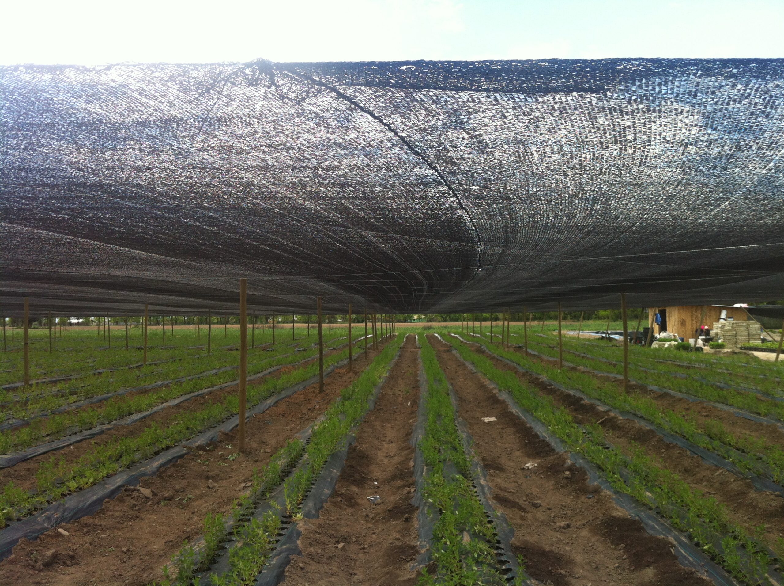 RA AGRO