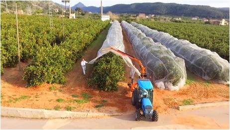 citricos 1